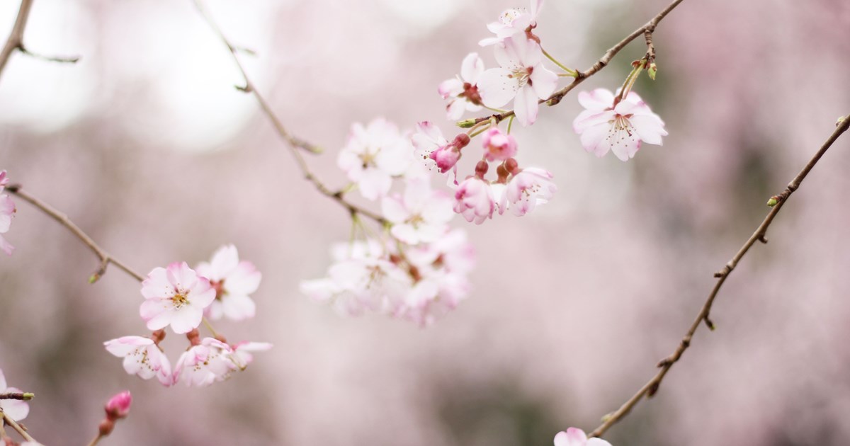 Branches with pink flowers