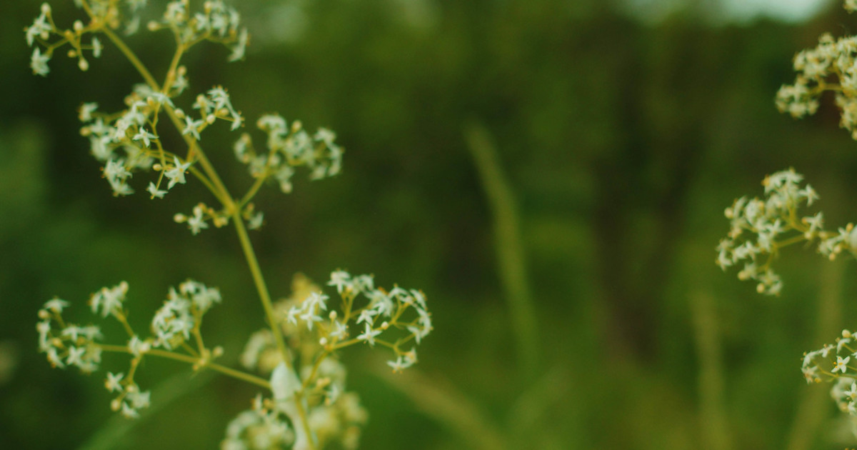 Branches with pink flowers