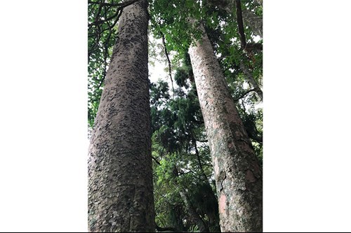 Giant kauri trees