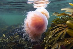 under water